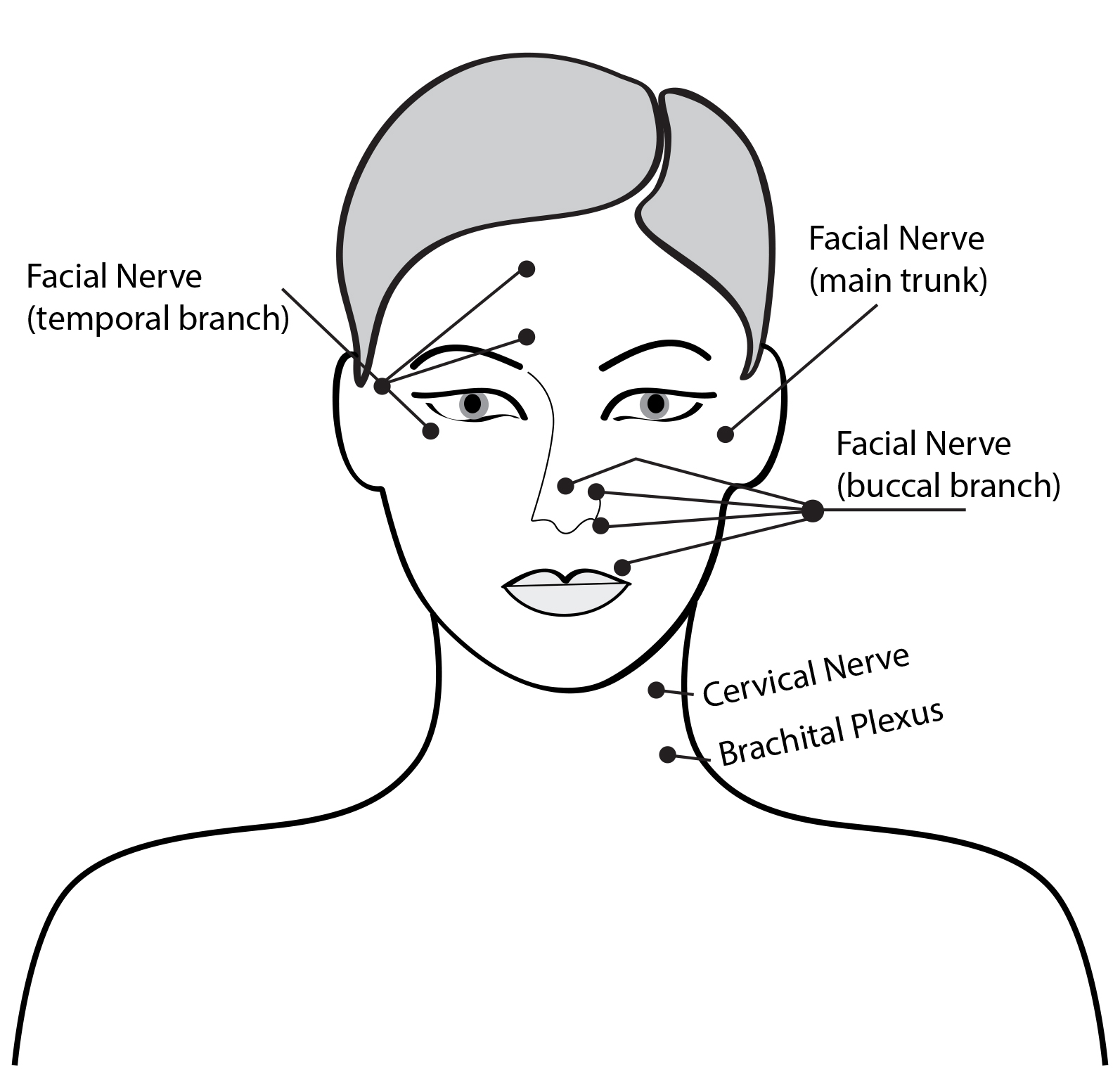 How To Perform Facial Massage Facial Massage Benefits Lydia Sarfati Skin Care Blog 